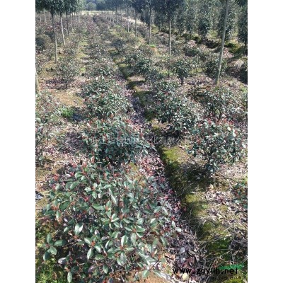 苗木供应主打产品：红叶石楠