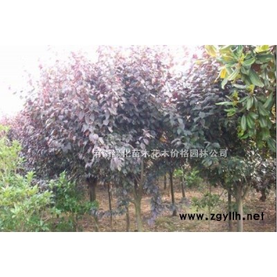 紫荆小苗、木槿小苗、水杉小苗、银杏苗