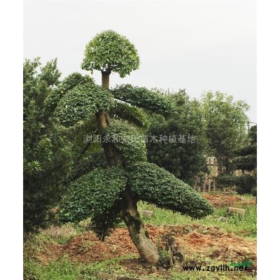 造型榆树 榆树 榆树苗 特价榆树 榆树造型