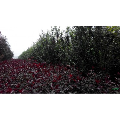 供应2到5公分西府海棠，海棠半成品