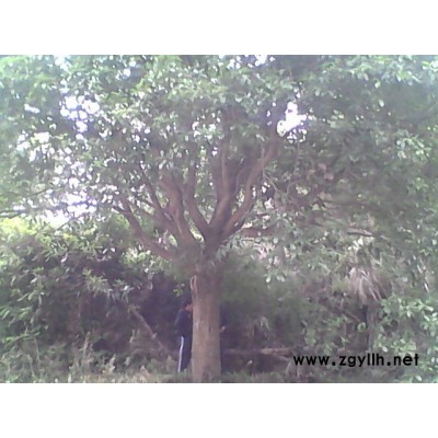 原始桂花;移栽桂花;苦株树;河树;油错树;香樟