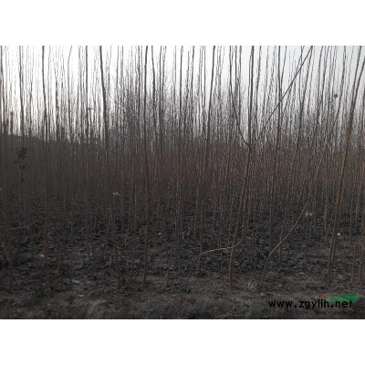 河南供应速生杨