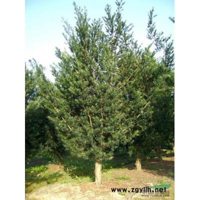 长期供应各种规格梅树