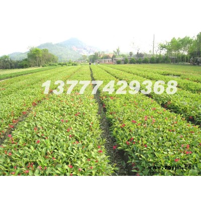 大量红王子锦带