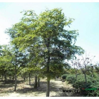 急售四季桂，P2米四季桂，四季桂价格