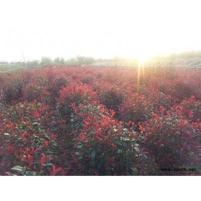 威海红叶石楠球