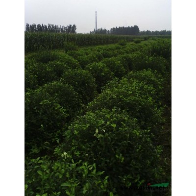 低价出售扶芳藤球等苗木