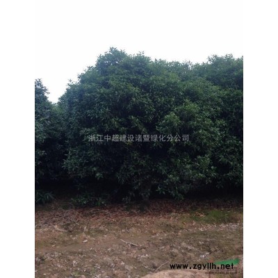 浙江地区供应桤木10-12