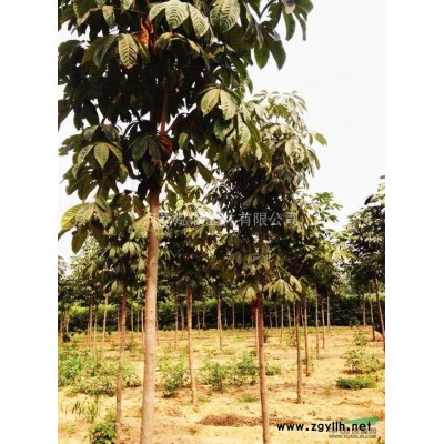 河南新密供应优质云杉