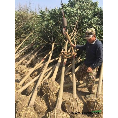 东台高杆大叶女贞