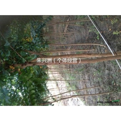 自家苗圃地苗木出售---榉树、紫薇、垂丝海棠、西府海棠、栾树