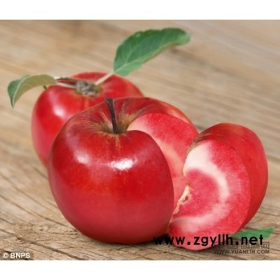 北美海棠树苗价格