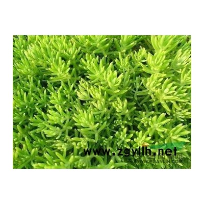 长期供应小叶女贞球 火棘球 大小叶黄杨球等各种规格