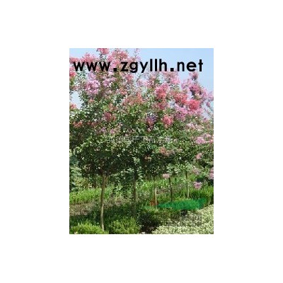 紫薇/广东清远紫薇大量供应/百日红/痒痒树