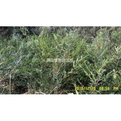 桂花、红豆杉、罗汉松、银杏、广玉兰、香樟