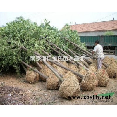 常年大量供应雪松，广玉兰，红叶石楠，龙柏，红叶李，大叶女贞等