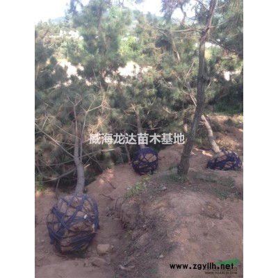 威海市乳山市各种规格黑松出售，米径8-15公分