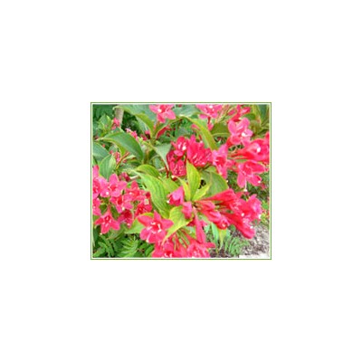 金银木、榆叶梅、沙地柏、侧柏、连翘、紫叶李