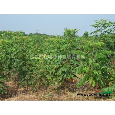 盐肤木,江西盐肤木种植基地,盐肤木价格优惠