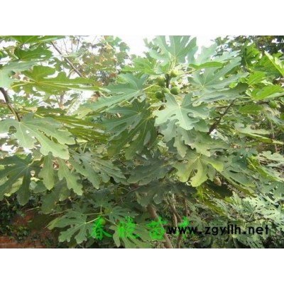 梨树、柿树、杏树、石榴、山楂树等果树