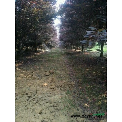 四川地区供应桂花