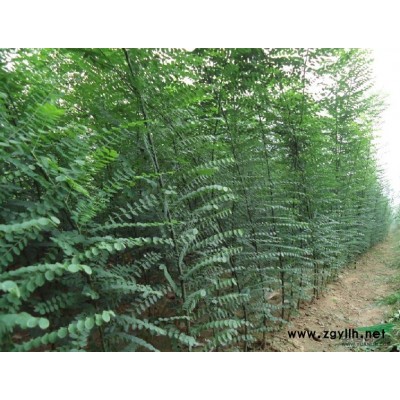 山东速生白蜡树速生白蜡树价格速生白蜡基地