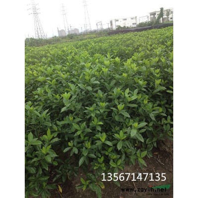 大量供应无刺枸骨球