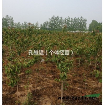 供应6公分-13公分日本早樱