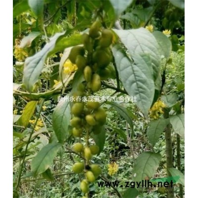 可供泰宁罗汉松|出售各规格罗汉松