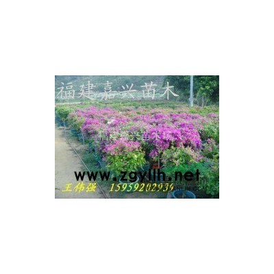 福建三角梅，三角梅价格。
