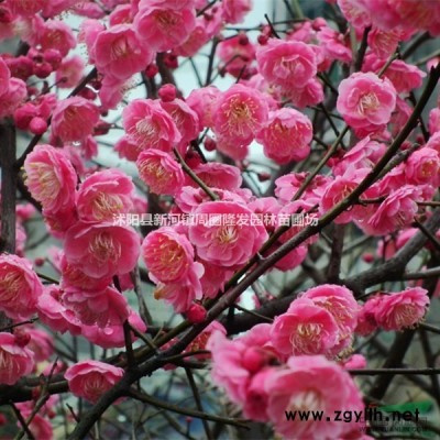 供应红梅花苗（骨里红）