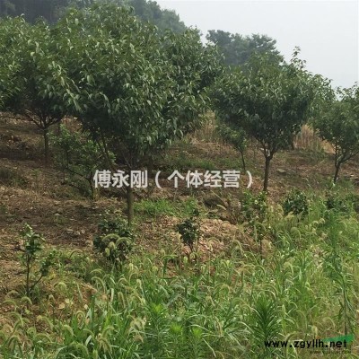 出售大量樱花、桂花、红豆杉