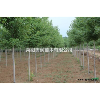 地径3公分美国红枫秋火焰扦插地栽小树苗2年一*树苗美国红枫