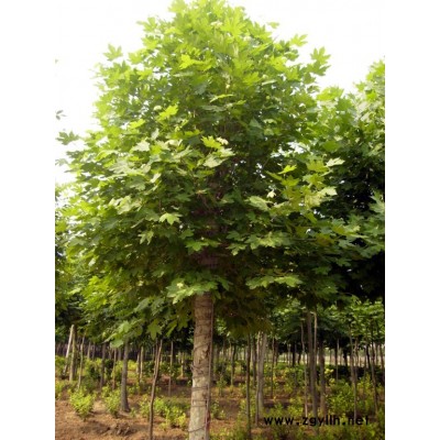 低价销售各种绿化苗木