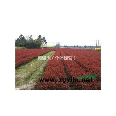 供应大批量金森女贞