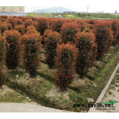 红叶石楠球200*200，直营，高品质