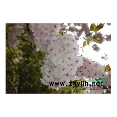 山东龙柱碧桃小苗/青叶碧桃/菊花碧桃/帚型桃/招手碧桃价格