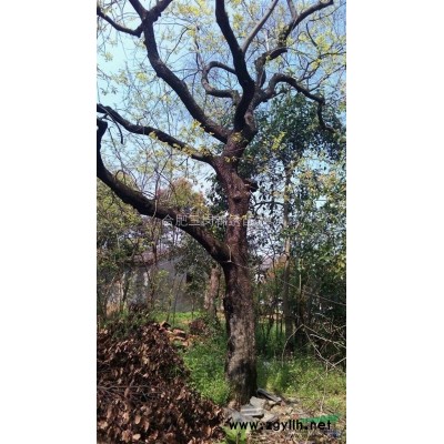 供应自家古柿树