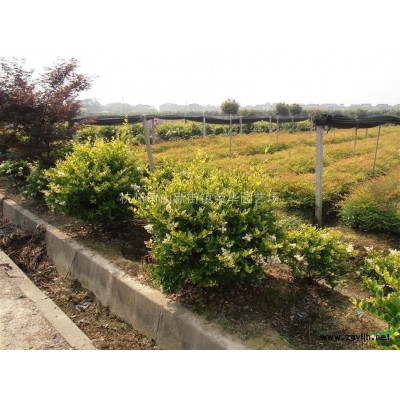 红枫，2014年红枫价格，D6公分红枫供应，D6公分红枫价格