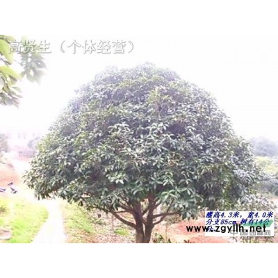 桂花 广玉兰 金叶女贞