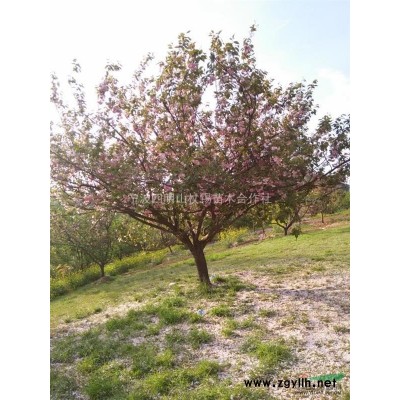 浙江地区供应樱花、红枫