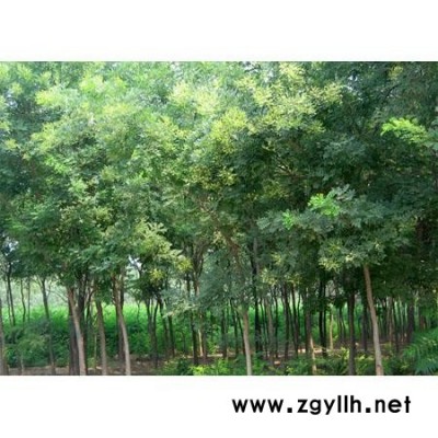 速生国槐白蜡法桐合欢栾树
