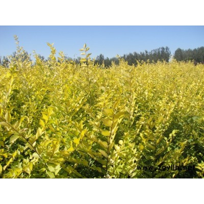 金叶榆,金娃娃萱草