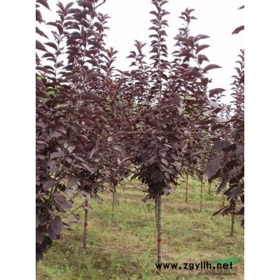 出售紫叶稠李