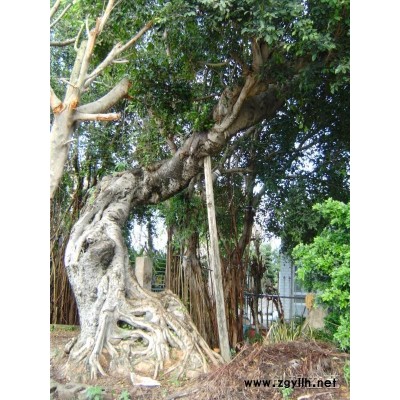百年古榕
