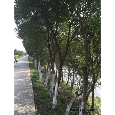 供应广玉兰、大叶女贞、红叶李、紫薇、香橼、桂花