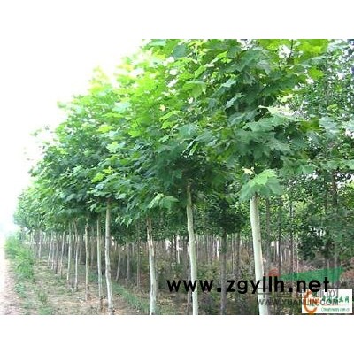 供应毛白杨速生杨千头椿国槐白蜡法桐榆树各种柳树北栾苗五角枫苗