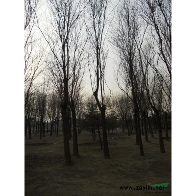 北京47CM地径 八棱海棠