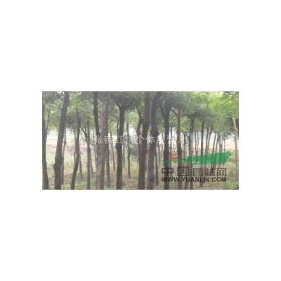 山西稷山供应5-20公分国槐