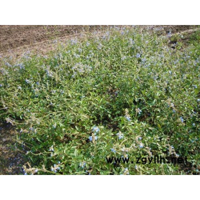 金山绣线菊、红帽子月季